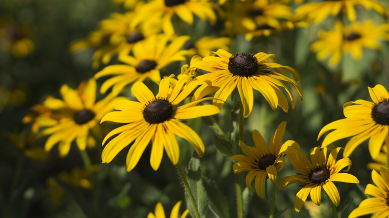 Yellow black-eyed Susan flowers blossoming in soft light with green foliage