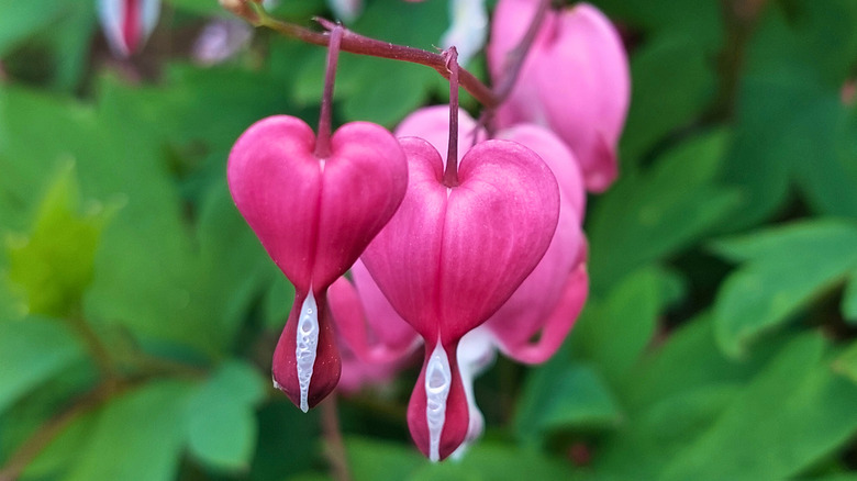 Close up of bleeding heart blossoms on a long stem with green foliage