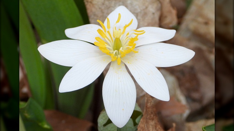 White bloodroot blossom near a rock on a forest floor