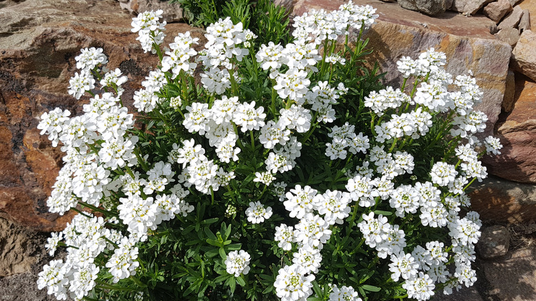 Clump of candytuft flowers growing against rocks in the sun