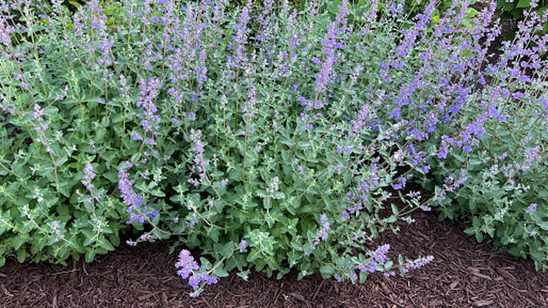catmint plants blossoming in a flower garden with mulch