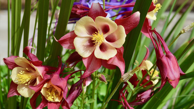 Dark red and cream colored colombine flowers blooming in a flower bend with green foliage