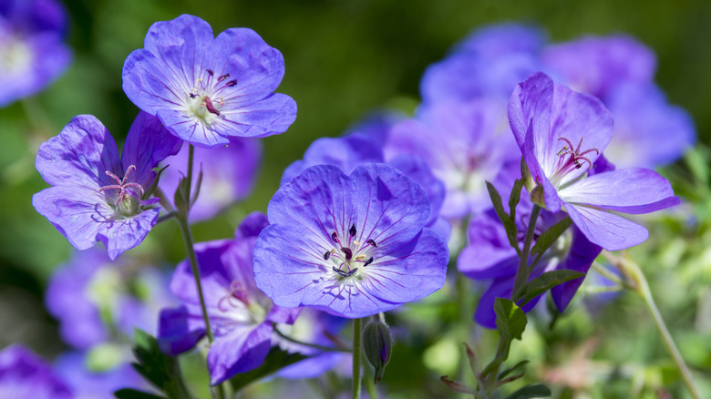 Purple cranesbill flowers blossoming over light green foliage