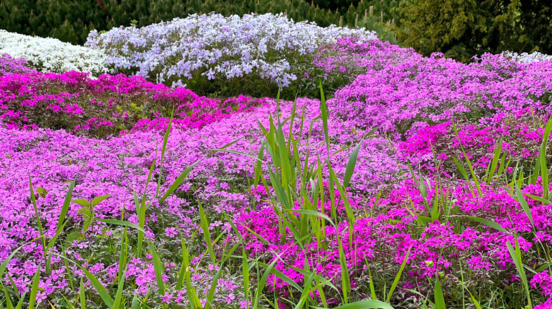 Flowerbed folled with pink, purple, and white creeping phlox with long grass growing beteween the flowers