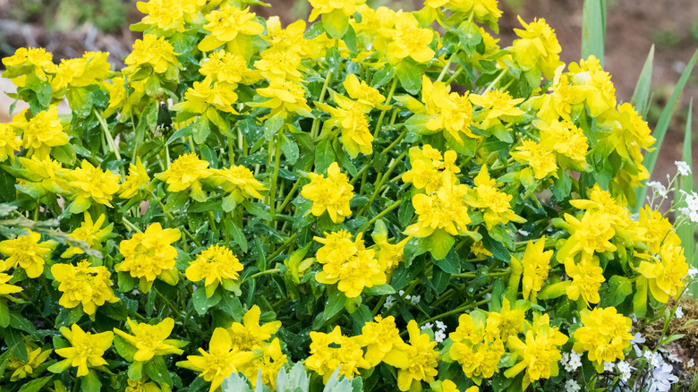 Yellow cushion spurge flowers growing in a clump