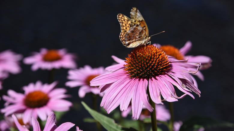 Butterfly perched on the cone of an echinacea flower with smaller echinacea blooms in the background