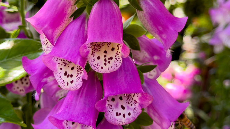 Close up of purple foxglove blossoms on a tall spike with dotted trumpets
