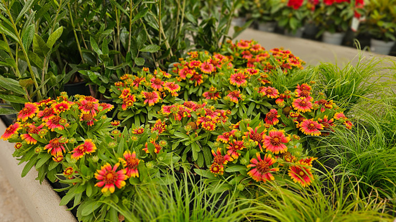 ten small clumps of Gaillardia growing neatly in a raised garden bed with ornamental grass