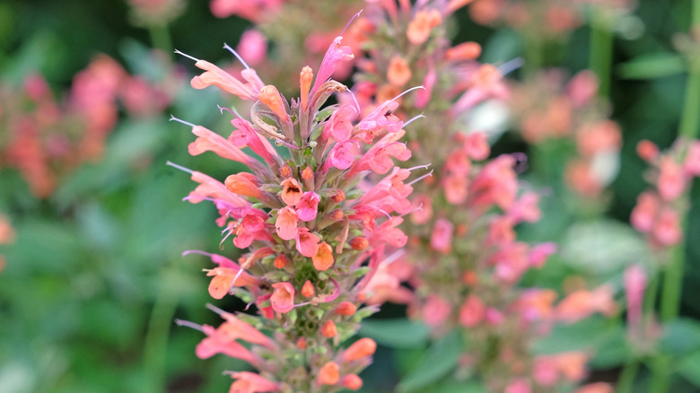 Close up of a flowering spike with pink giant hysop blooms.
