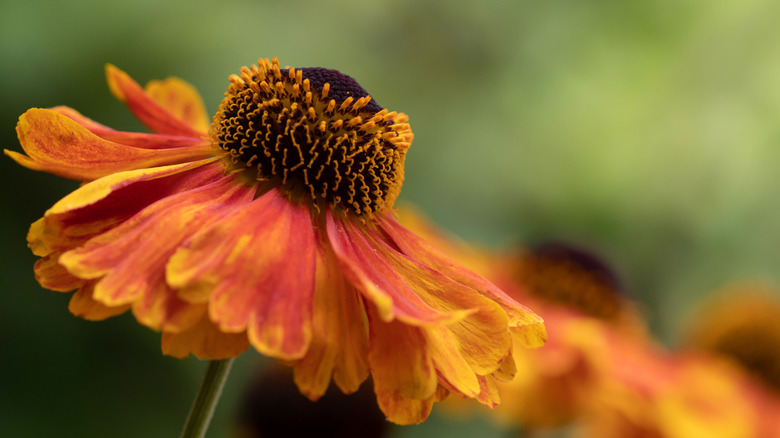 Close up profile of an orange helenium blossom