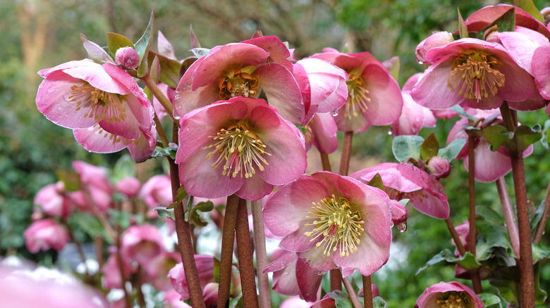 Hellebore flowers blooming in a flower garden