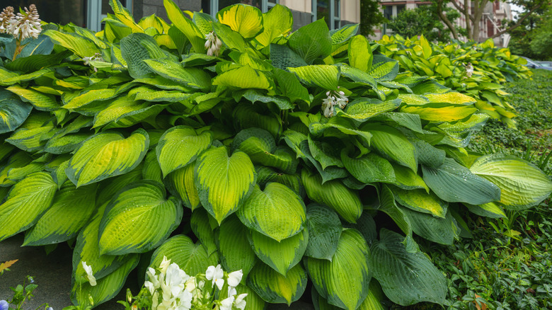 Large clump of light green varigated hostas in a flower bed in front of a house