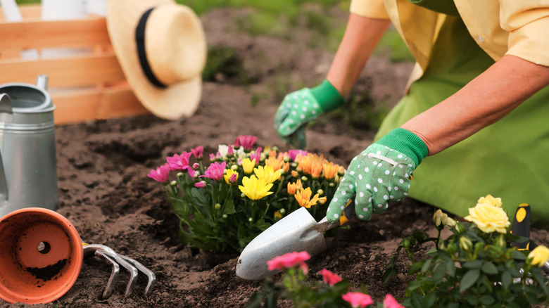 Gardener wearing gloves using a trowel to cover flower roots with soil in a flower bed with gardenint tools and a hat