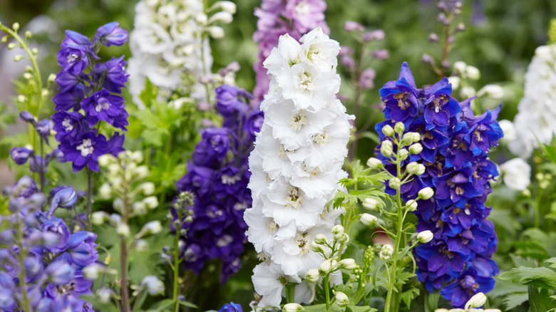Blue, purple, and pink larkspur blooming on tall spikes in a flower garden