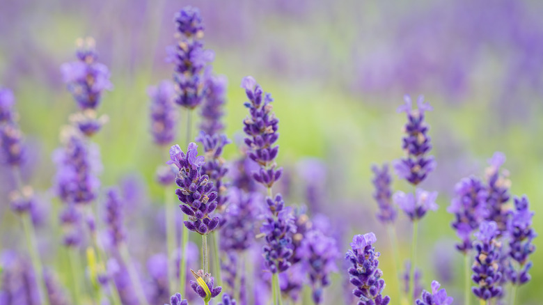 Lavender blooming on the tips of thin steams in a flower garden