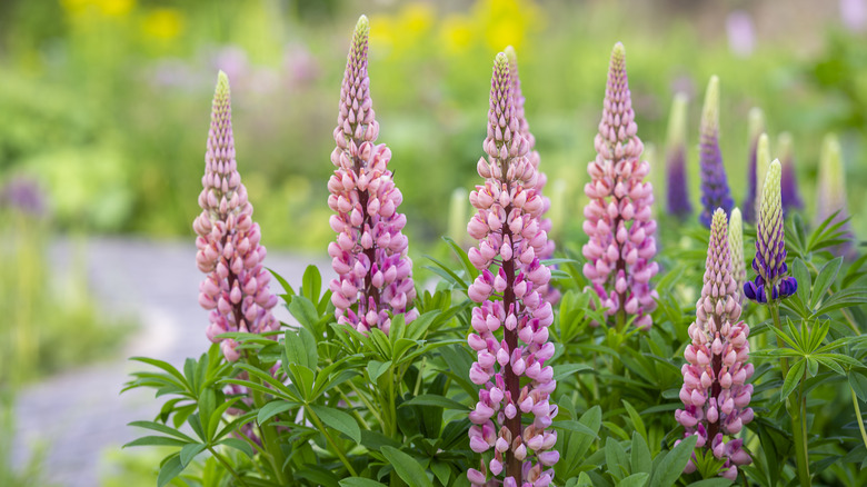 Pink and purple lupines blooming on spikes in neat clusters along a garden path