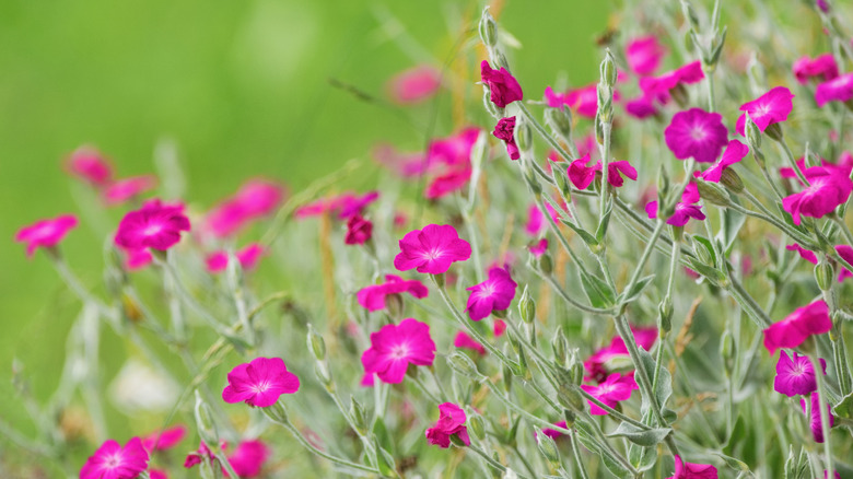 Pink rose campion blooming on thin stems in a flower bed