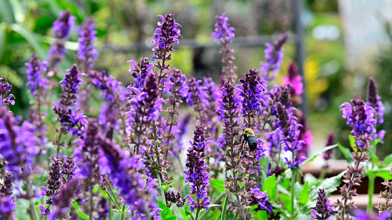 Bright purple Salvia blooms on thin stems in a garden