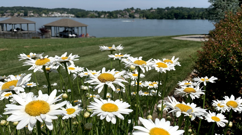Cluster of Shasta daisies blossoming in front of a mowed lawn and a body of water with pavilions