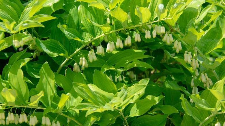 Whiteish-green trumpet shaped Solomon's seal blooms hanging from a long stem with light green foliage