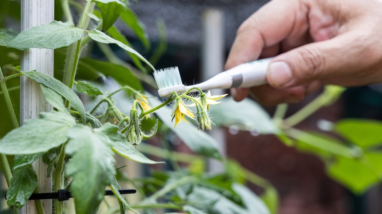 person brushing plant with toothbrush