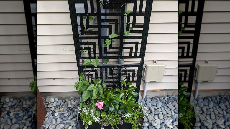 a metal screen can be used as a trellis to cover an unsightly electrical panel