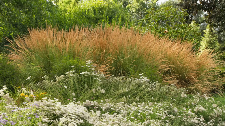 you could hide an electrical eyesore behind a hedge of Karl Foerster feather reed grass