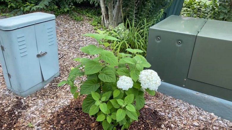 plant a hydrangea in front of electrical boxes to hide them from view