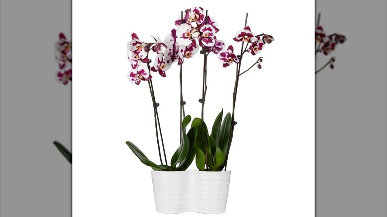 Orchids in white pots
