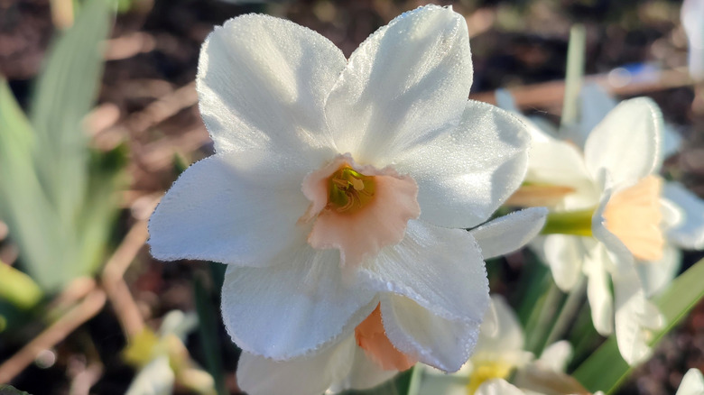 Pale pink and white jonquil