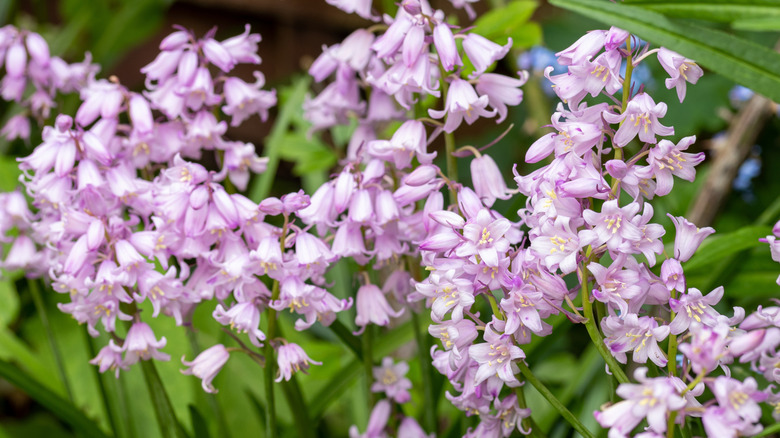 Pink Spanish bluebells blooming in garden