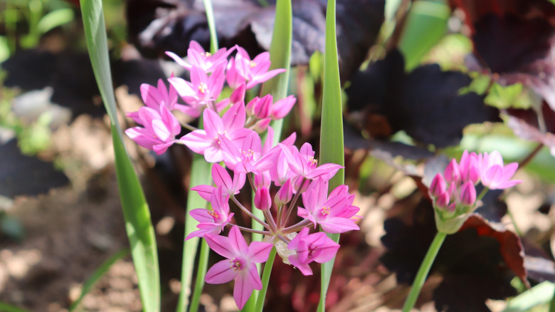 Pink allium in bloom
