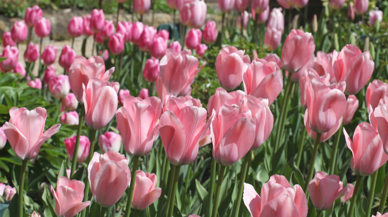 Light pink tulips blooming in spring
