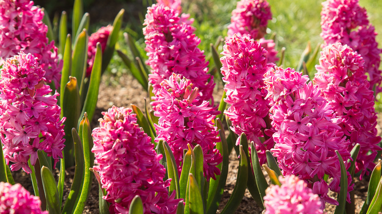 'Pink Pearl' hyacinths blooming in garden