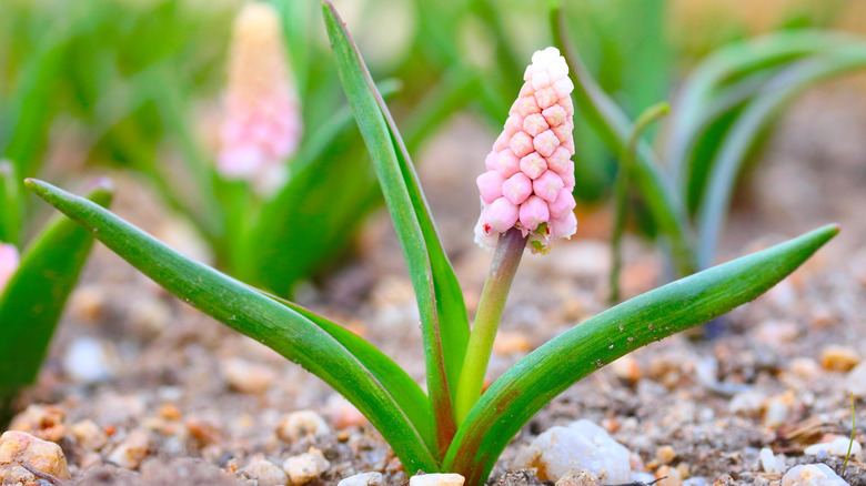 'Pink Sunrise' muscari in bloom