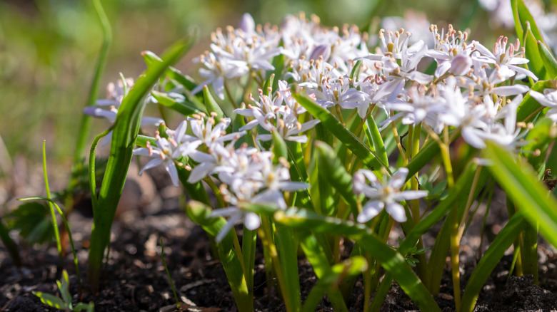 Pale pink squill flowers