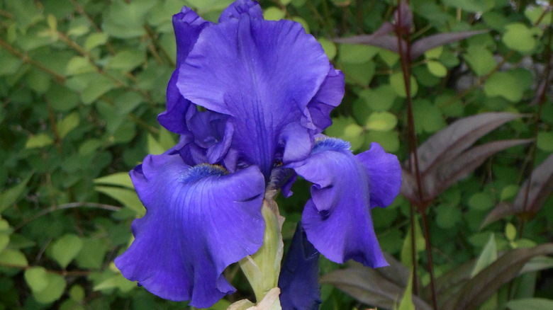 'Blueberry Bliss' iris in bloom.