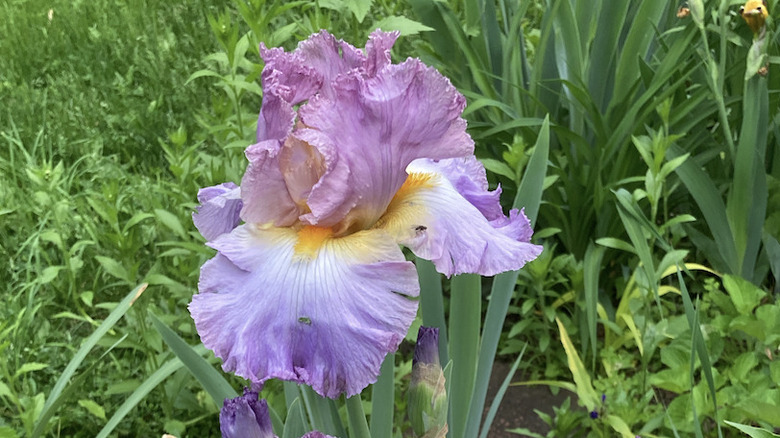 'Burst of Joy' iris in bloom.
