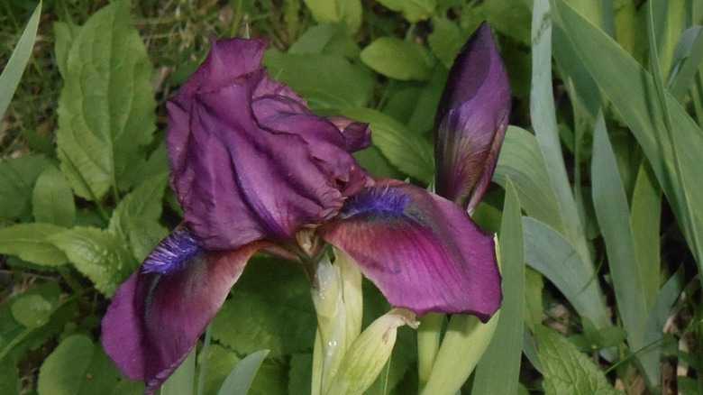 'Cherry Garden' dwarf bearded irises in bloom.