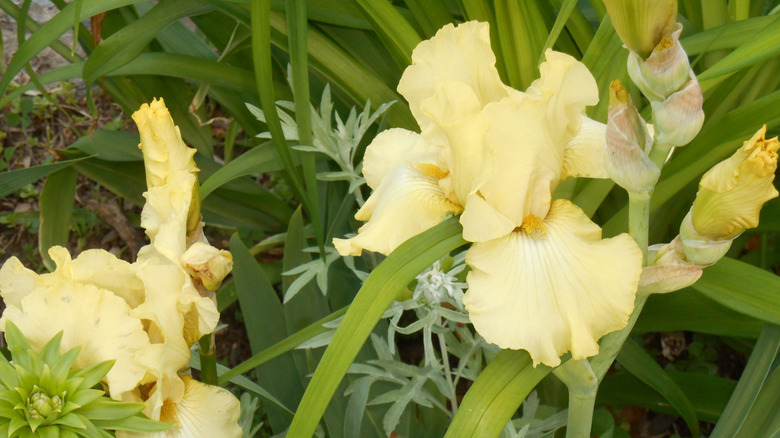 'Fall Empire' irises blooming in late summer.