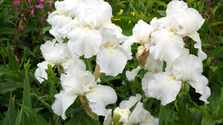 White 'Immortality' irises in bloom.