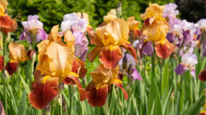Orange and pink irises blooming in spring.