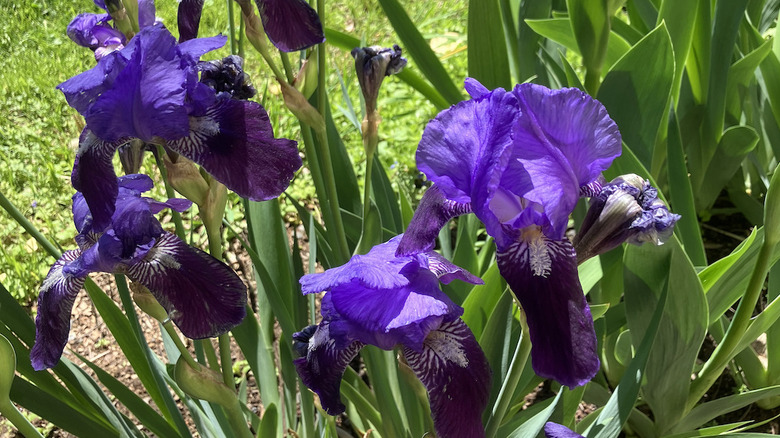 Dark purple irises in bloom.