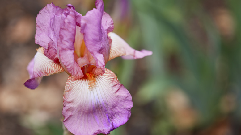 Lavender pink 'Jennifer Rebecca' iris.