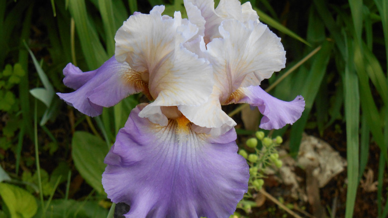 A lavender and white 'Mother Earth' iris.