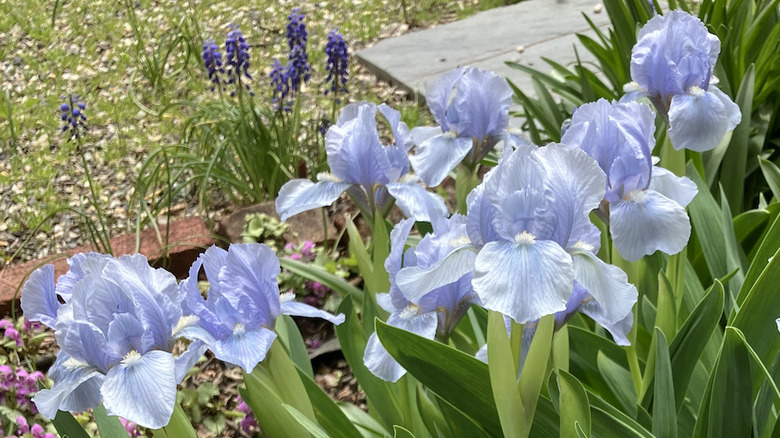 Light blue 'Rain Dance' irises.