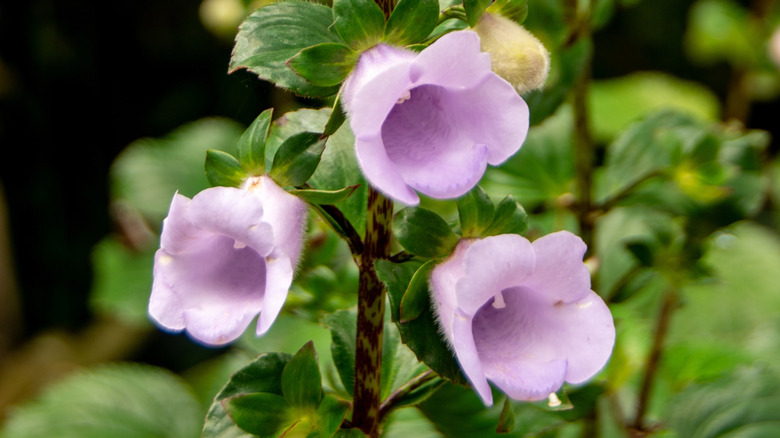 Canterbury bells' lavender cup-shaped flowers