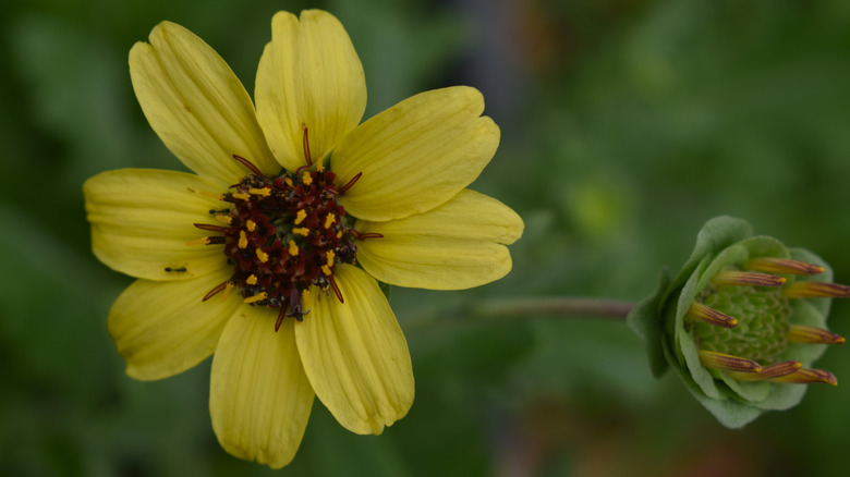 Chocolate daisy growing in a garden