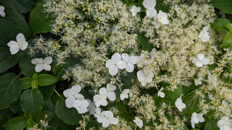 White flowers and green foliage of climbing hydrangea