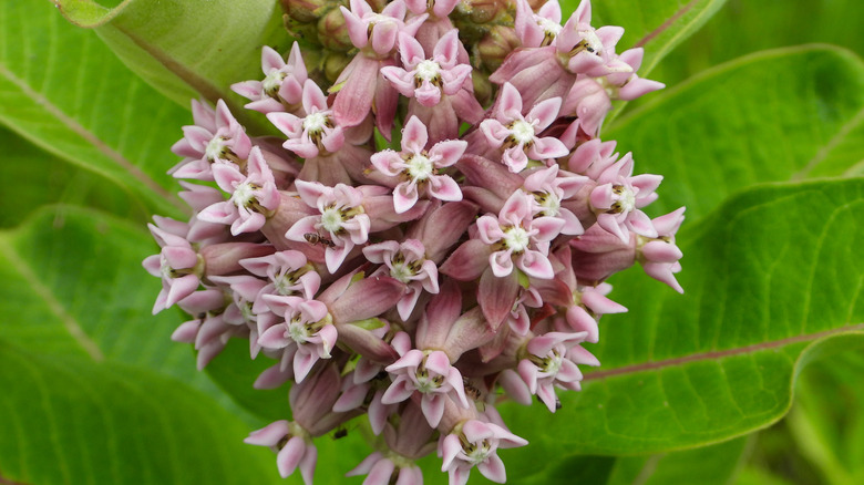 Pink flowers of common milkweed